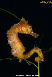 Baby sea horse on sea grass by Michael James Sealey 